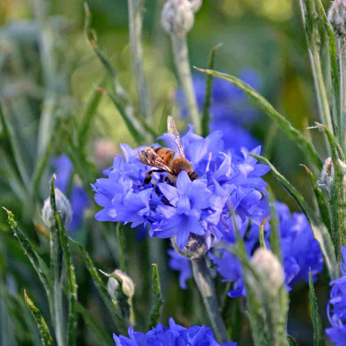 Dwarf Blue Cornflower/ Bachelor Buttons blossom with bee - (Centaurea cyanus)