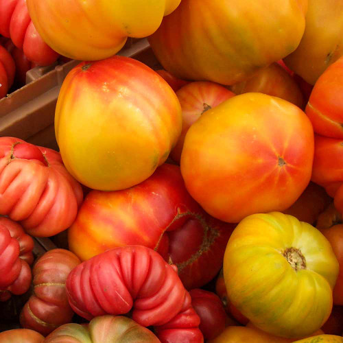とまとです Red Brandywine Tomato Seeds | Terroir Seeds