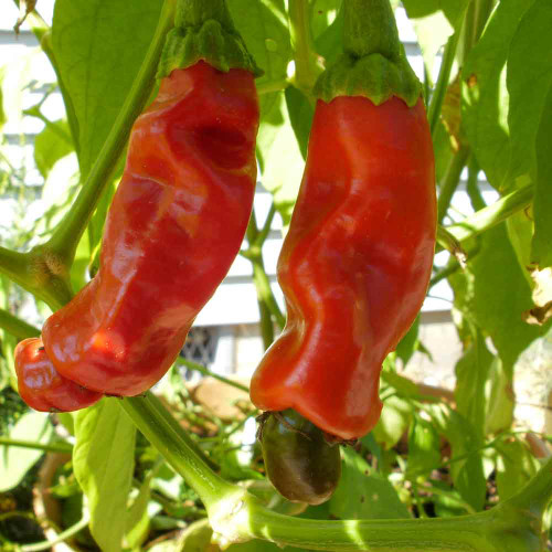 Ripe Red Peter Peppers - (Capsicum annuum