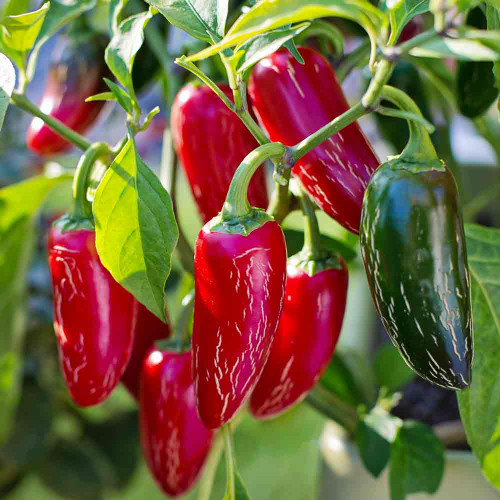 Nadapeno Sweet Peppers in red stage - (Capsicum annuum)