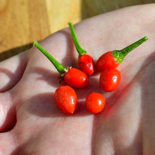 Handful of Chiltepin Hot Peppers