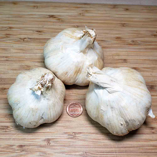 Killarney Red Garlic Bulbs - (Allium sativum)