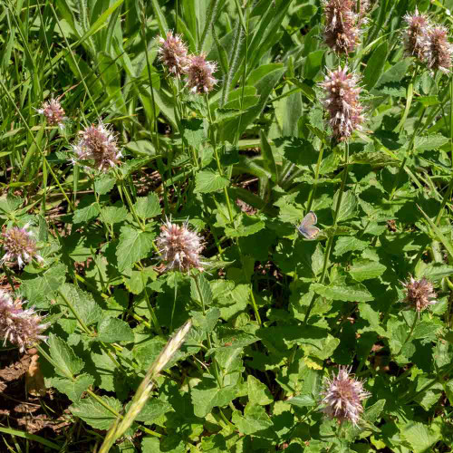 Nettleleaf Giant Hyssop Flowers - (Agastache urticifolia)