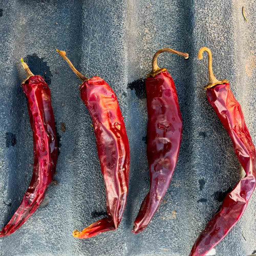 Freshly Harvested Nuevo Sandia Chile Peppers - (Capsicum annuum)