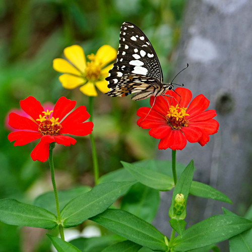 Peruvian Zinnia Flowers with Butterfly - (Zinnia peruviana) Peruvian Zinnia Flowers with Butterfly - (Zinnia peruviana)