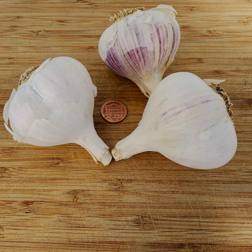 Ivan Hardneck Garlic
