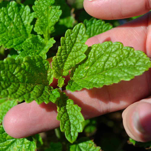 Lemon Balm leaves - (Melissa officinalis)