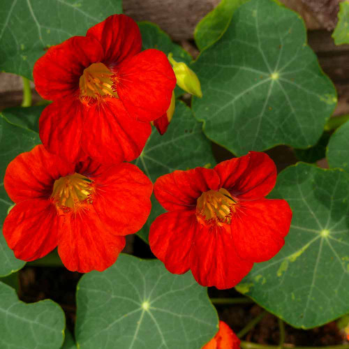 Empress of India Nasturtium flowers - (Tropaeolum majus)