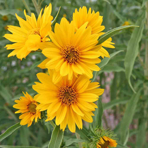 Maximilian's Sunflower blossoms - (Helianthus maximiliani)