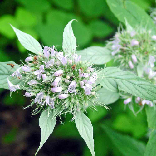 Cherokee Sweet Mint/Hoary Mountainmint Flowers - (Pycnanthemum incanum)