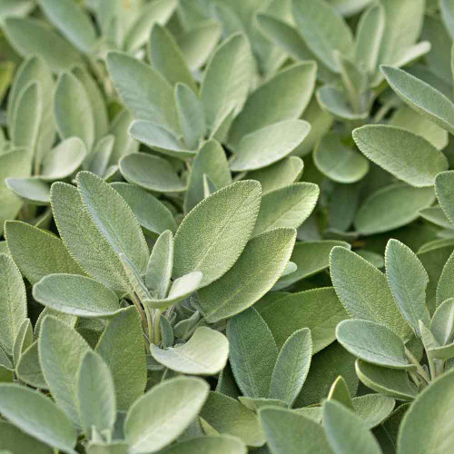 Common/Culinary/Garden Sage - (Salvia officinalis)