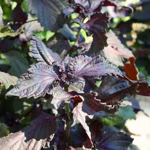 Red Shiso/Perilla leaves - (Perilla frutescens var. crispa)