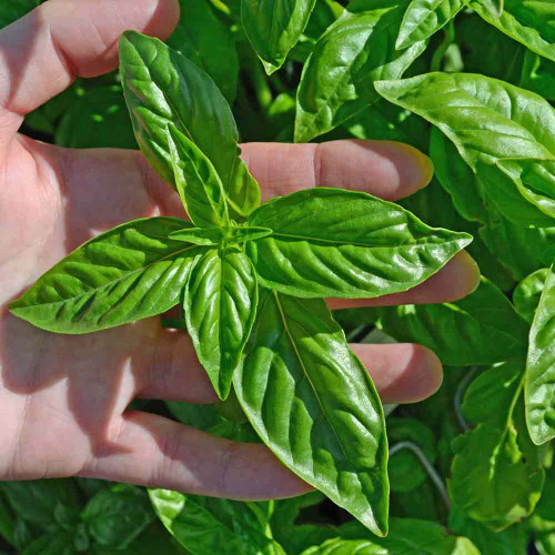 Lime Basil Seeds Terroir Seeds