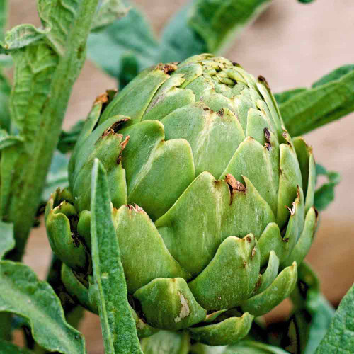 Green Globe Artichoke - (Cynara scolymus) 