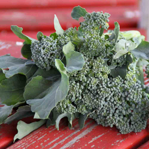 Freshly Harvested De Cicco Broccoli Shoots and Leaves - (Brassica oleracea)