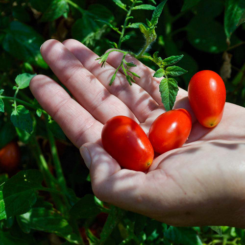 Honkin' Big Black Cherry Heirloom Tomato Seeds | Terroir Seeds