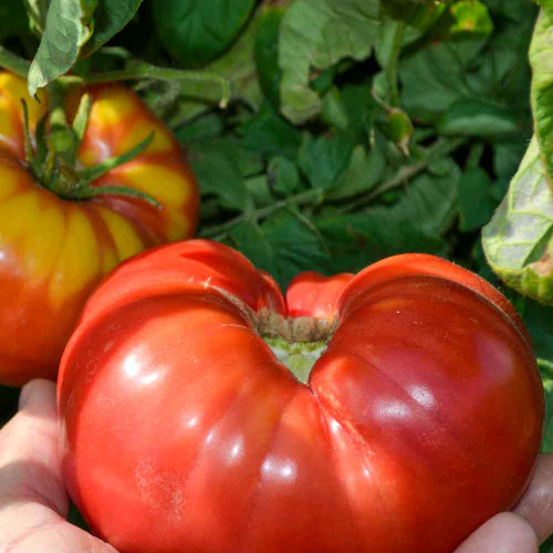 Freshly Picked Red Mortgage Lifter Tomato - (Lycopersicon lycopersicum)