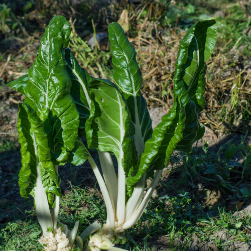 Mature Barese Swiss Chard