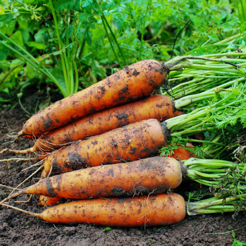 Scarlet Nantes Carrots