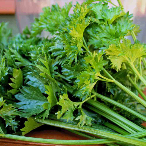 Par-Cel Leaf Celery stems and leaves - (Apium graveolens v. secalinum)