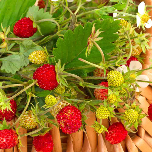 Four Season Alpine Strawberries and flowers 'Fragola Quattro Stagioni' - (Fragaria vesca) Four Season Alpine Strawberries and flowers 'Fragola Quattro Stagioni' - (Fragaria vesca)