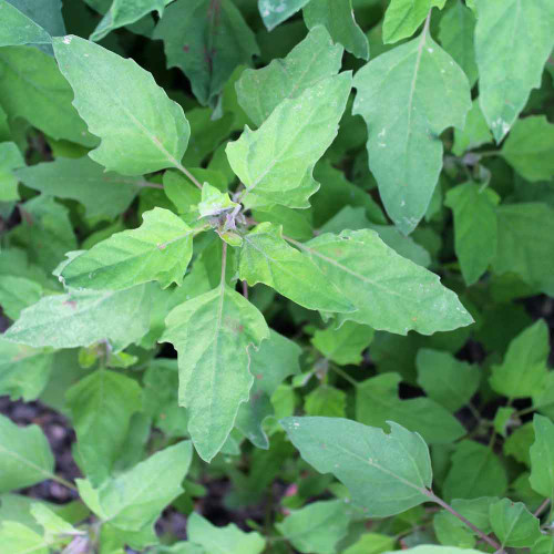 Red Aztec Spinach/Huauzontle Leaves- (Chenopodium berlandieri)