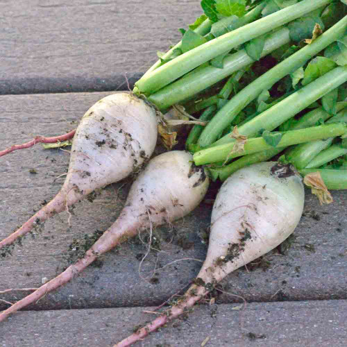 Young Watermelon/Red Meat Winter Radishes - (Raphanus sativus)