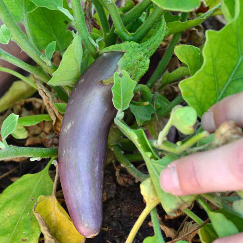 Long Purple Italian Eggplant fruit - (Solanum melongena var. esculentum)
