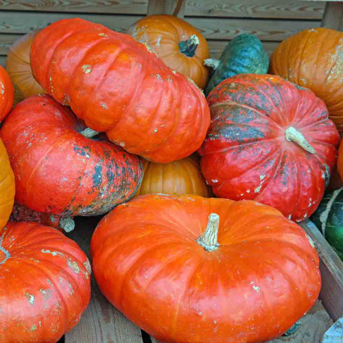 Cinderella Pumpkins - (Cucurbita pepo)