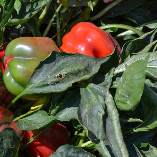 Ripening Bull Nose Sweet Peppers  - (Capsicum annuum)