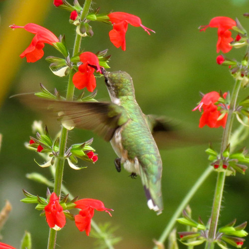 Hummingbird on Scarlet Sage flowers - Courtesy of Kristin Williams