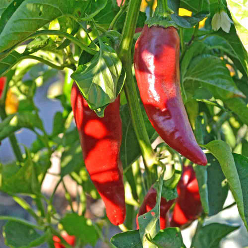 Ripe Espelette/ Basque Pepper Seeds on the vine - (Capsicum annuum)