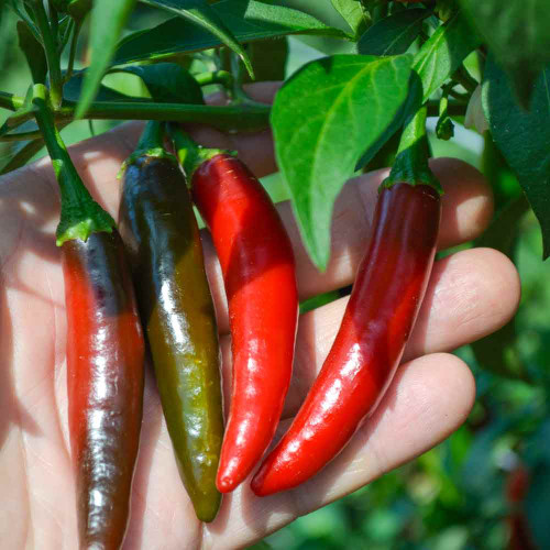 Mature Serrano Tampiqueno Peppers - (Capsicum annuum)