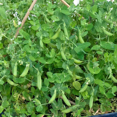 Dwarf Sugar Peas ready to harvest  - (Pisum sativum)