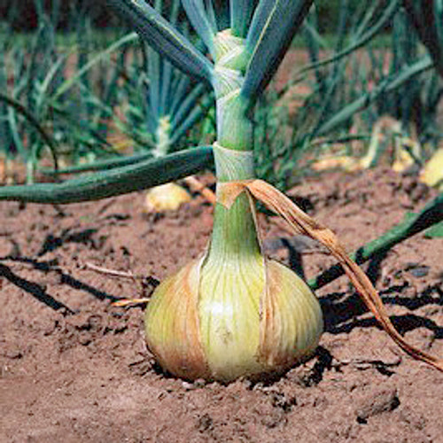 Walla Walla Onion - (Allium cepa)