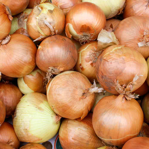 Heirloom Red Burgundy Onion Seeds | Terroir Seeds