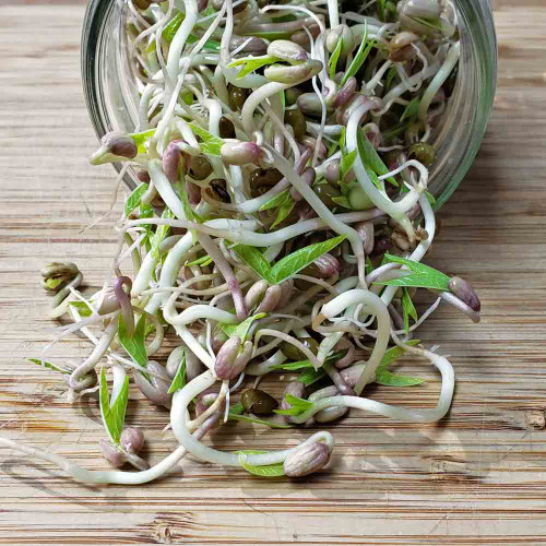 Fresh Mung Bean Sprouts