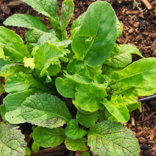 Sweet & Spicy Greens Seed Mix