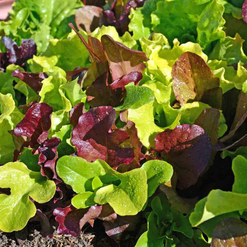 Mache (lamb's lettuce), All About Salad Greens on Gourmetpedia