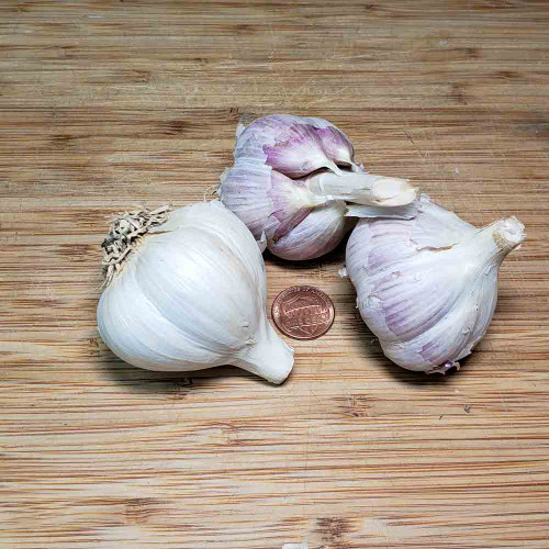 Organic Music Garlic Bulbs - (Allium sativum)
