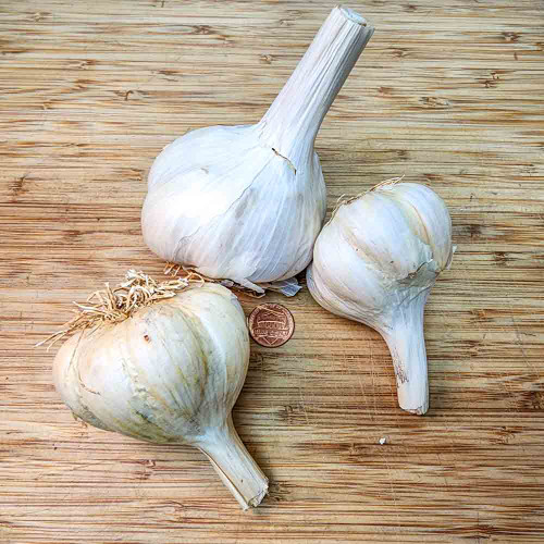 Chesnok Red Garlic Bulbs - (Allium sativum)