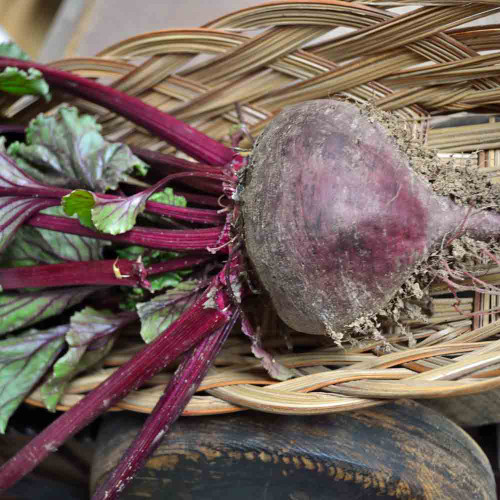 Cool Season Roots Collection - Bull's Blood Beet Cool Season Roots Collection - Bull's Blood Beet