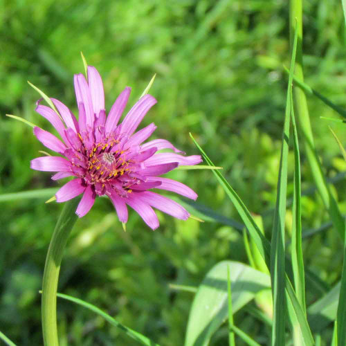 Salsify (Oyster Plant) - (Tragopogon porrifolius) 