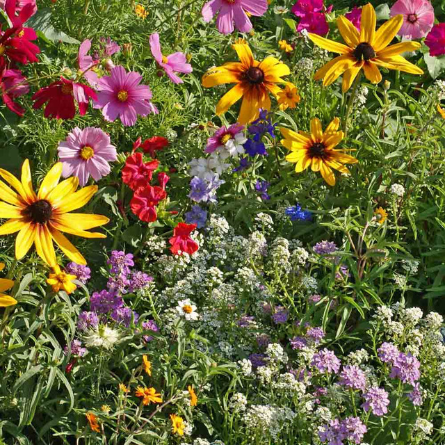 Cottage Garden Heirloom Flower Mix Seeds | Terroir Seeds