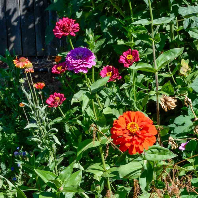 Cut & Come Again Heirloom Zinnia Mix Seeds Terroir Seeds