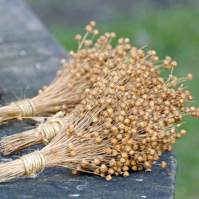 Blue Flax Heirloom Seeds Terroir Seeds