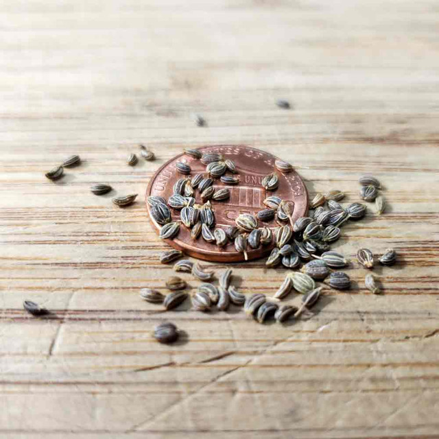 Flat Leaf Parsley Heirloom Seeds Terroir Seeds
