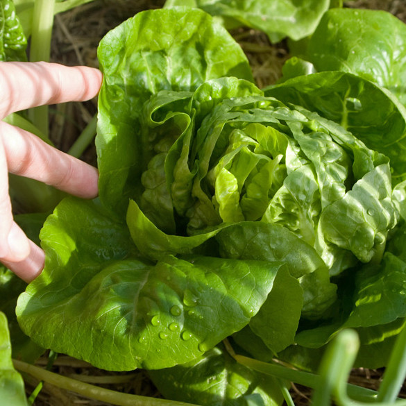 Little Gem Heirloom Lettuce Seeds Terroir Seeds