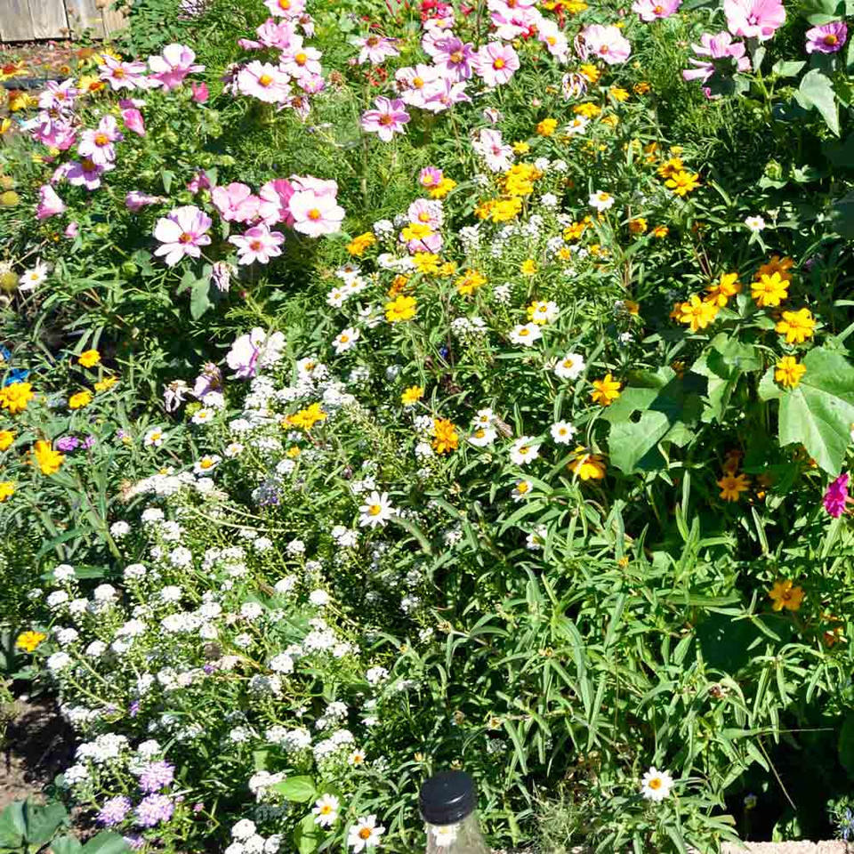 Fragrant Flower Heirloom Seed Mix Terroir Seeds