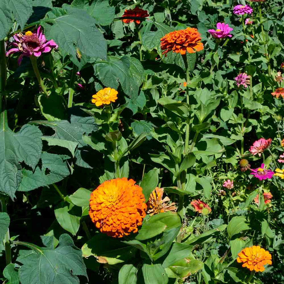 Cut & Come Again Heirloom Zinnia Mix Seeds Terroir Seeds